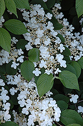 Maries Doublefile Viburnum (Viburnum plicatum 'Mariesii') at Strader's Garden Centers