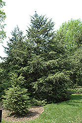 Canadian Hemlock (Tsuga canadensis) at Strader's Garden Centers