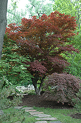 Oshio Beni Japanese Maple (Acer palmatum 'Oshio Beni') at Strader's Garden Centers