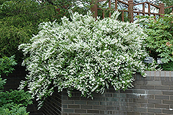 Slender Deutzia (Deutzia gracilis) at Strader's Garden Centers