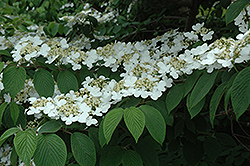 Shasta Doublefile Viburnum (Viburnum plicatum 'Shasta') at Strader's Garden Centers