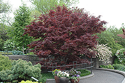 Bloodgood Japanese Maple (Acer palmatum 'Bloodgood') at Strader's Garden Centers