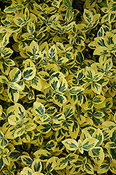 Emerald 'n' Gold Wintercreeper (Euonymus fortunei 'Emerald 'n' Gold') at Strader's Garden Centers