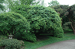Japanese Maple (Acer palmatum) at Strader's Garden Centers