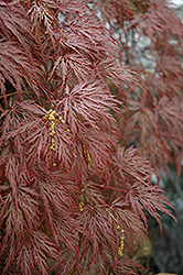 Inaba Shidare Cutleaf Japanese Maple (Acer palmatum 'Inaba Shidare') at Strader's Garden Centers
