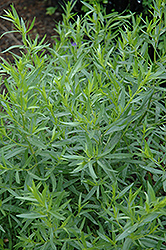 French Tarragon (Artemisia dracunculus 'Sativa') at Strader's Garden Centers