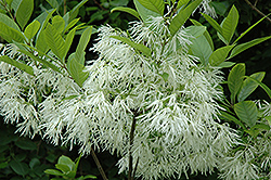 White Fringetree (Chionanthus virginicus) at Strader's Garden Centers