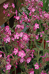Rolly's Favorite Campion (Silene 'Rolly's Favorite') at Strader's Garden Centers