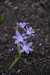 Glory of the Snow (Chionodoxa forbesii) at Strader's Garden Centers