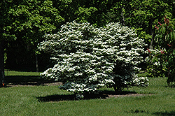 Summer Snowflake Doublefile Viburnum (Viburnum plicatum 'Summer Snowflake') at Strader's Garden Centers