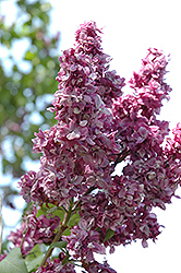 Adelaide Dunbar Lilac (Syringa vulgaris 'Adelaide Dunbar') at Strader's Garden Centers