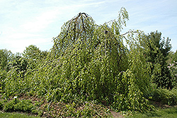 Weeping Beech (Fagus sylvatica 'Pendula') at Strader's Garden Centers