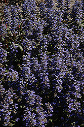 Purple Brocade Bugleweed (Ajuga reptans 'Purple Brocade') at Strader's Garden Centers