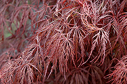 Crimson Queen Japanese Maple (Acer palmatum 'Crimson Queen') at Strader's Garden Centers