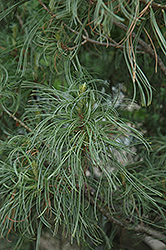 Twisted White Pine (Pinus strobus 'Contorta') at Strader's Garden Centers