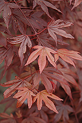 Fireglow Japanese Maple (Acer palmatum 'Fireglow') at Strader's Garden Centers