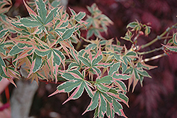 Beni Schichihenge Japanese Maple (Acer palmatum 'Beni Schichihenge') at Strader's Garden Centers