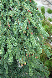 Weeping White Spruce (Picea glauca 'Pendula') at Strader's Garden Centers