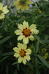 Red Shift Tickseed (Coreopsis 'Red Shift') at Strader's Garden Centers