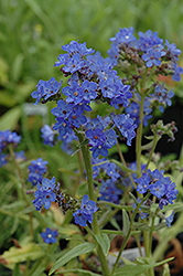 Blue Angel Summer Forget-Me-Not (Anchusa capensis 'Blue Angel') at Strader's Garden Centers