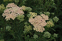 Summer Pastels Yarrow (Achillea millefolium 'Summer Pastels') at Strader's Garden Centers