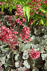 Dolce Mocha Mint Coral Bells (Heuchera 'Mocha Mint') at Strader's Garden Centers