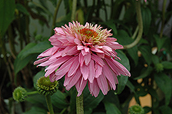 Pink Poodle Coneflower (Echinacea purpurea 'Pink Poodle') at Strader's Garden Centers
