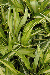 Cherry Berry Hosta (Hosta 'Cherry Berry') at Strader's Garden Centers