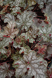 Can Can Coral Bells (Heuchera 'Can Can') at Strader's Garden Centers