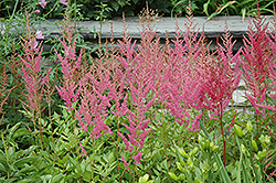 Visions in Pink Chinese Astilbe (Astilbe chinensis 'Visions in Pink') at Strader's Garden Centers