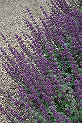Purple Rain Salvia (Salvia verticillata 'Purple Rain') at Strader's Garden Centers