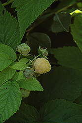 All Gold Raspberry (Rubus 'All Gold') at Strader's Garden Centers