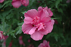 Lucy Rose Of Sharon (Hibiscus syriacus 'Lucy') at Strader's Garden Centers