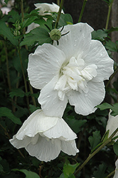 White Chiffon Rose of Sharon (Hibiscus syriacus 'Notwoodtwo') at Strader's Garden Centers
