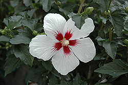 Lil' Kim Rose of Sharon (Hibiscus syriacus 'Antong Two') at Strader's Garden Centers