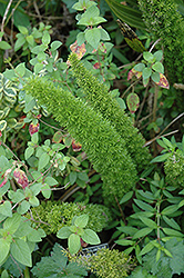 Asparagus Fern (Asparagus densiflorus) at Strader's Garden Centers