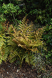 Autumn Fern (Dryopteris erythrosora) at Strader's Garden Centers