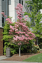 Cherokee Brave Flowering Dogwood (Cornus florida 'Cherokee Brave') at Strader's Garden Centers