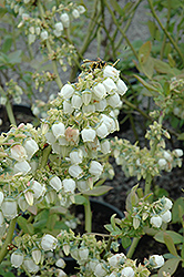 Blueray Blueberry (Vaccinium corymbosum 'Blueray') at Strader's Garden Centers