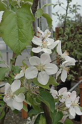 Gala Apple (Malus 'Gala') at Strader's Garden Centers