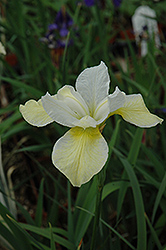Butter And Sugar Siberian Iris (Iris sibirica 'Butter And Sugar') at Strader's Garden Centers