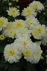 Grandeur White Chrysanthemum (Chrysanthemum 'Grandeur White') at Strader's Garden Centers