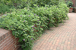 Amethyst Falls Wisteria (Wisteria frutescens 'Amethyst Falls') at Strader's Garden Centers