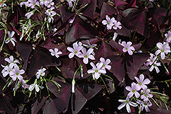 Purple Shamrock (Oxalis regnellii 'Triangularis') at Strader's Garden Centers