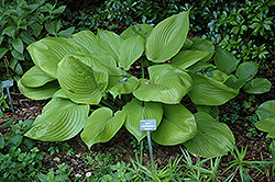 Sum and Substance Hosta (Hosta 'Sum and Substance') at Strader's Garden Centers