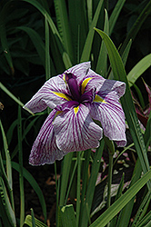 Japanese Water Iris (Iris ensata) at Strader's Garden Centers