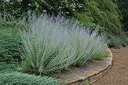 Russian Sage (Perovskia atriplicifolia) at Strader's Garden Centers