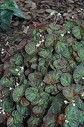 Bettina Rothschild Begonia (Begonia rex 'Bettina Rothschild') at Strader's Garden Centers