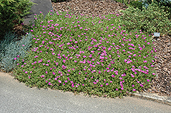 Purple Ice Plant (Delosperma cooperi) at Strader's Garden Centers