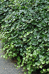 Irish Ivy (Hedera helix 'Hibernica') at Strader's Garden Centers